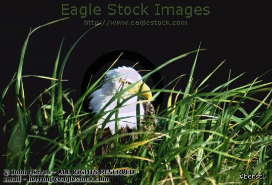 American bald eagle picture photo image clip-art stock photography pictures photos images soaring